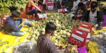पारंपरिक शेतीला फाटा  देत फुलवली सीताफळ बाग