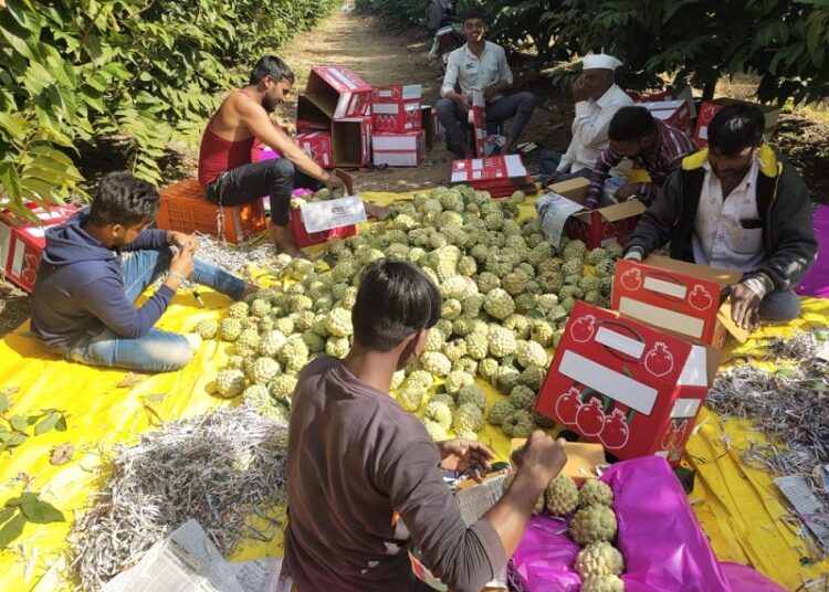 पारंपरिक शेतीला फाटा  देत फुलवली सीताफळ बाग