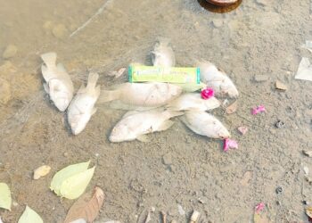 मोतीबाग तलावातील हजारो माशांचा मृत्यू; तळ्याच्या काठावर माशांचा खच