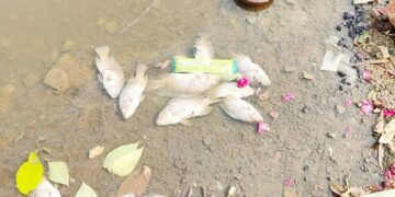 मोतीबाग तलावातील हजारो माशांचा मृत्यू; तळ्याच्या काठावर माशांचा खच