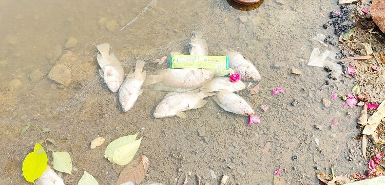मोतीबाग तलावातील हजारो माशांचा मृत्यू; तळ्याच्या काठावर माशांचा खच