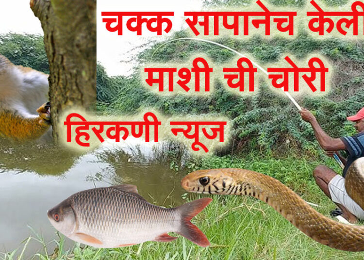 चक्क सापच निघाला मच्छी चोर…. सापाने मच्छी ची केलेली चोरी खारुताईने दिली पकडून, पहा हा अनोखा प्रसंग, जरा हटके स्टोरी