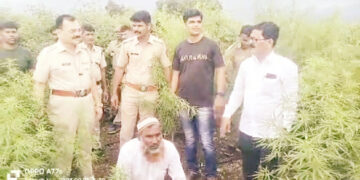 बाहेर तूर, आतमध्ये गांजा; कल्याणी शिवारात गांजा शेतीवर पोलिसांची धाड