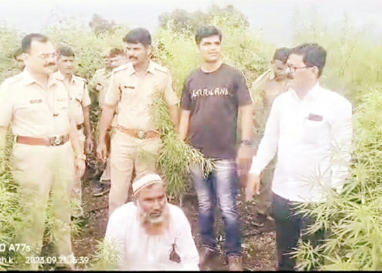 बाहेर तूर, आतमध्ये गांजा; कल्याणी शिवारात गांजा शेतीवर पोलिसांची धाड