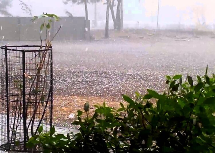 अवकाळी पावसामुळे जालना जिल्ह्यात 72 पशुधन दगावले