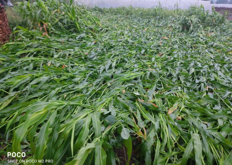 अवकाळी पावसाने झालेल्या पिकांची नुकसान भरपाई मिळावी – भास्कर आबा दानवे पाटील यांची शासनाकडे मागणी