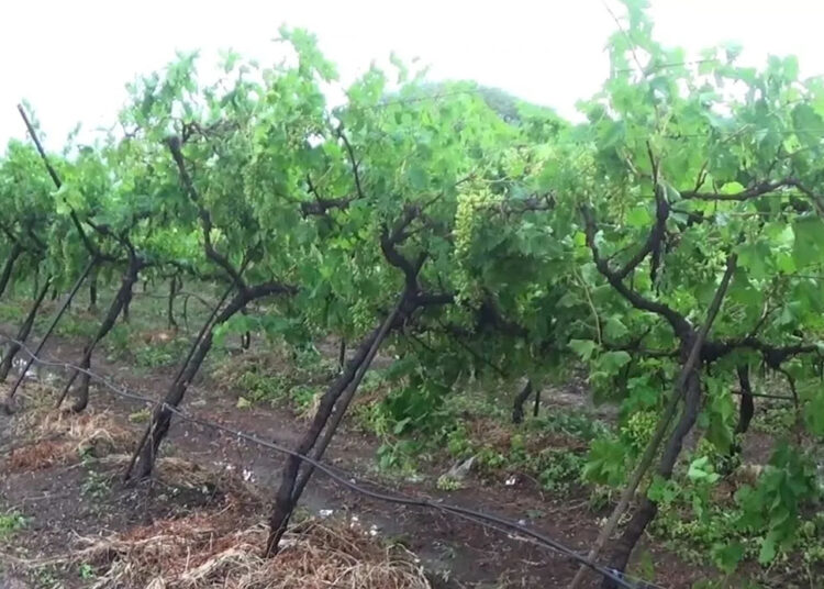अवकाळीचा फटाका, द्राक्ष पंढरीत गारपिटीमुळे द्राक्ष बागा उद्धवस्थ