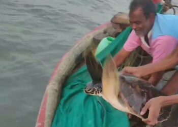 मच्छीमार बांधवांनी दिले कासवाला जीवनदान