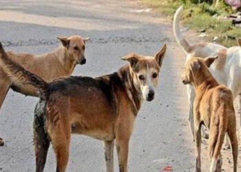 भटके कुत्रे मागे लागताच चिमुकली घाबरली; जागेवरच सोडला जीव