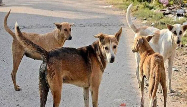 भटके कुत्रे मागे लागताच चिमुकली घाबरली; जागेवरच सोडला जीव