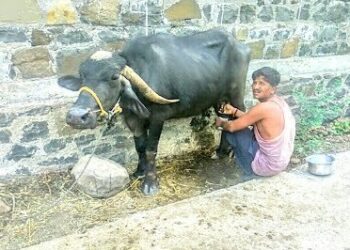 दुधाचे दर घसरल्याने दुध उत्पादक संकटात
