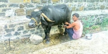 दुधाचे दर घसरल्याने दुध उत्पादक संकटात