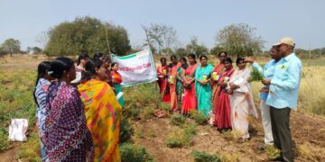 हरभरा पीक पाहणी कीड व रोग व्यवसथापनाबाबत कार्यक्रमाचे आयोजन