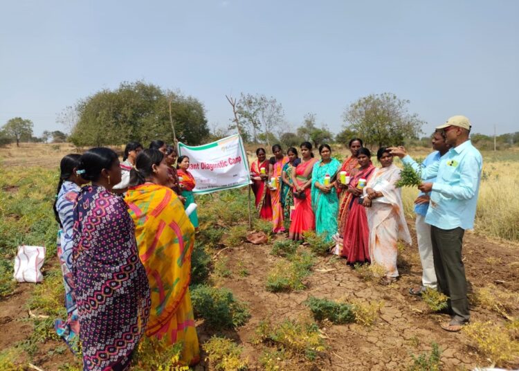 हरभरा पीक पाहणी कीड व रोग व्यवसथापनाबाबत कार्यक्रमाचे आयोजन