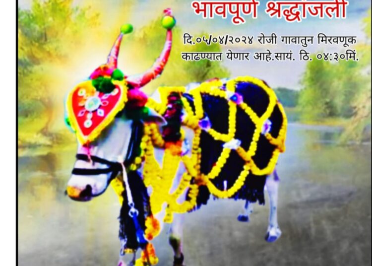 गेनसिद्ध महाराजांचा वळू मृत्युमुखी