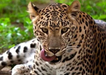 छत्रपती संभाजीनगर: बिबट्याच्या हल्ल्यात मुलाचा मृत्यू