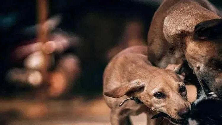 उपासमारीमुळे 26 भटक्या कुत्र्यांचा मृत्यू