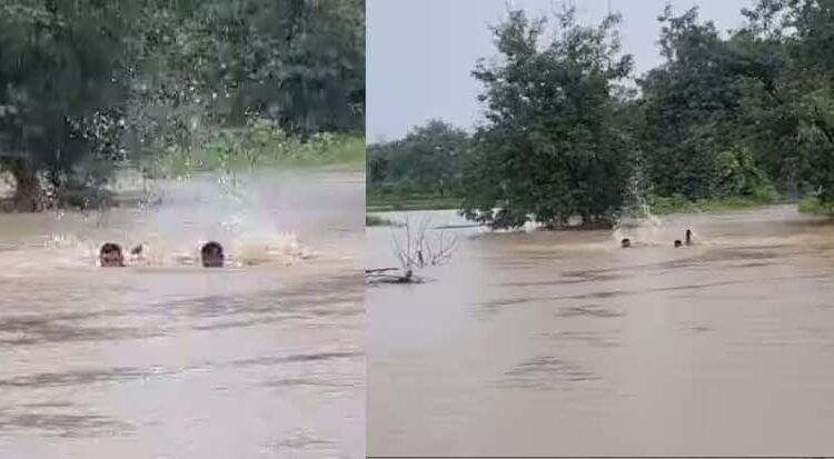 ग्रामपंचायत कार्यालयाला पुराचा वेढा, सरपंचांनी थेट पुराच्या पाण्यात पोहत ग्रामपंचायत गाठलं!