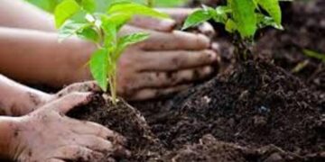 महसूल दिनानिमित्त कुंभारीत वृक्षारोपण