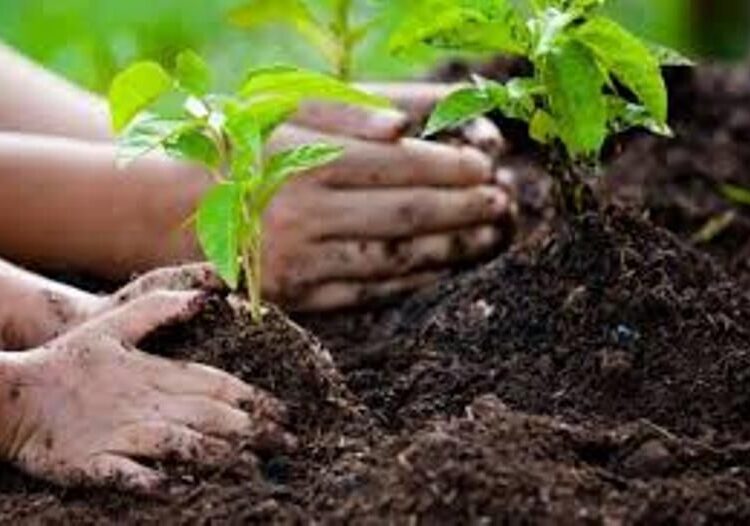 महसूल दिनानिमित्त कुंभारीत वृक्षारोपण