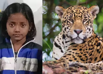 नऊ वर्षीय चिमुकलीवर बिबट्याचा हल्ला