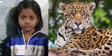 नऊ वर्षीय चिमुकलीवर बिबट्याचा हल्ला