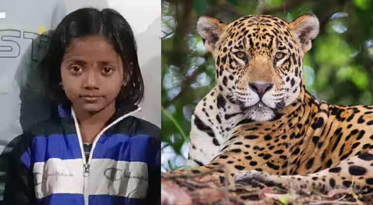 नऊ वर्षीय चिमुकलीवर बिबट्याचा हल्ला