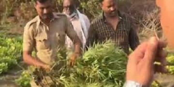 गोंदी पोलीसांचा गांजाच्या शेतीवर छापा; 10 लाख 64 हजार 800 रुपयाचा मुद्देमाल जप्त