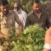 गोंदी पोलीसांचा गांजाच्या शेतीवर छापा; 10 लाख 64 हजार 800 रुपयाचा मुद्देमाल जप्त
